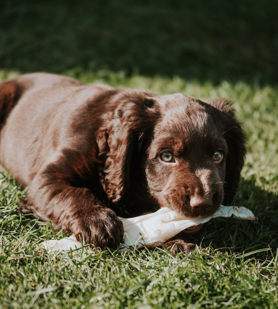 Puffed Rabbit Ear - Sensitive Natural Dog Snack – Betty's Paw Store