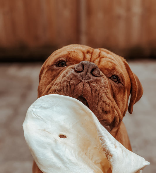 Meaty Cow Ear