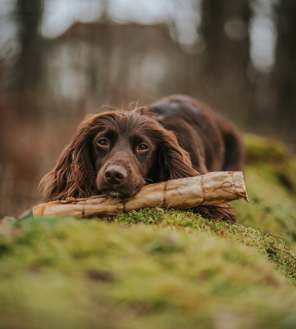 natural dog treat