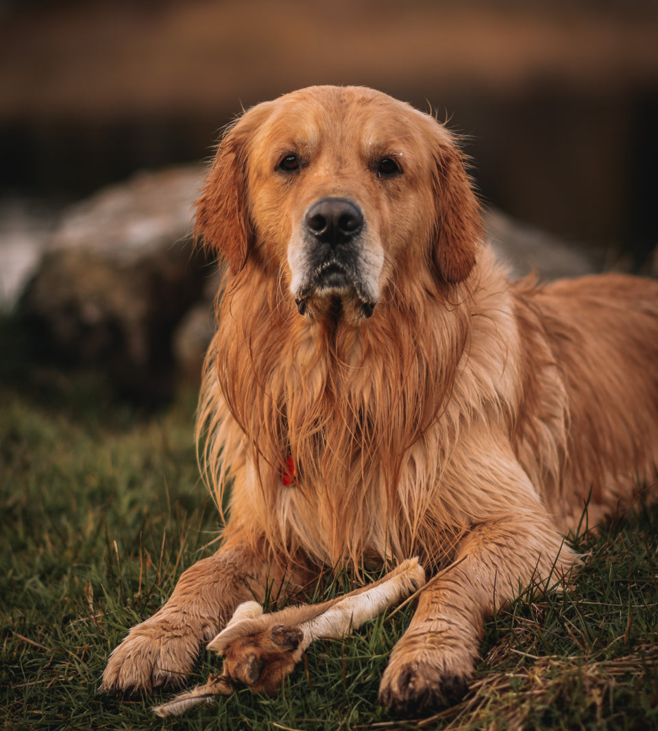 long lasting dog chew