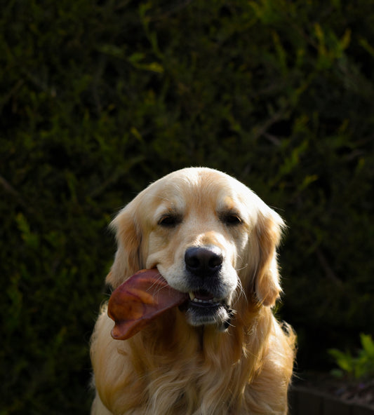 Pig's Ear