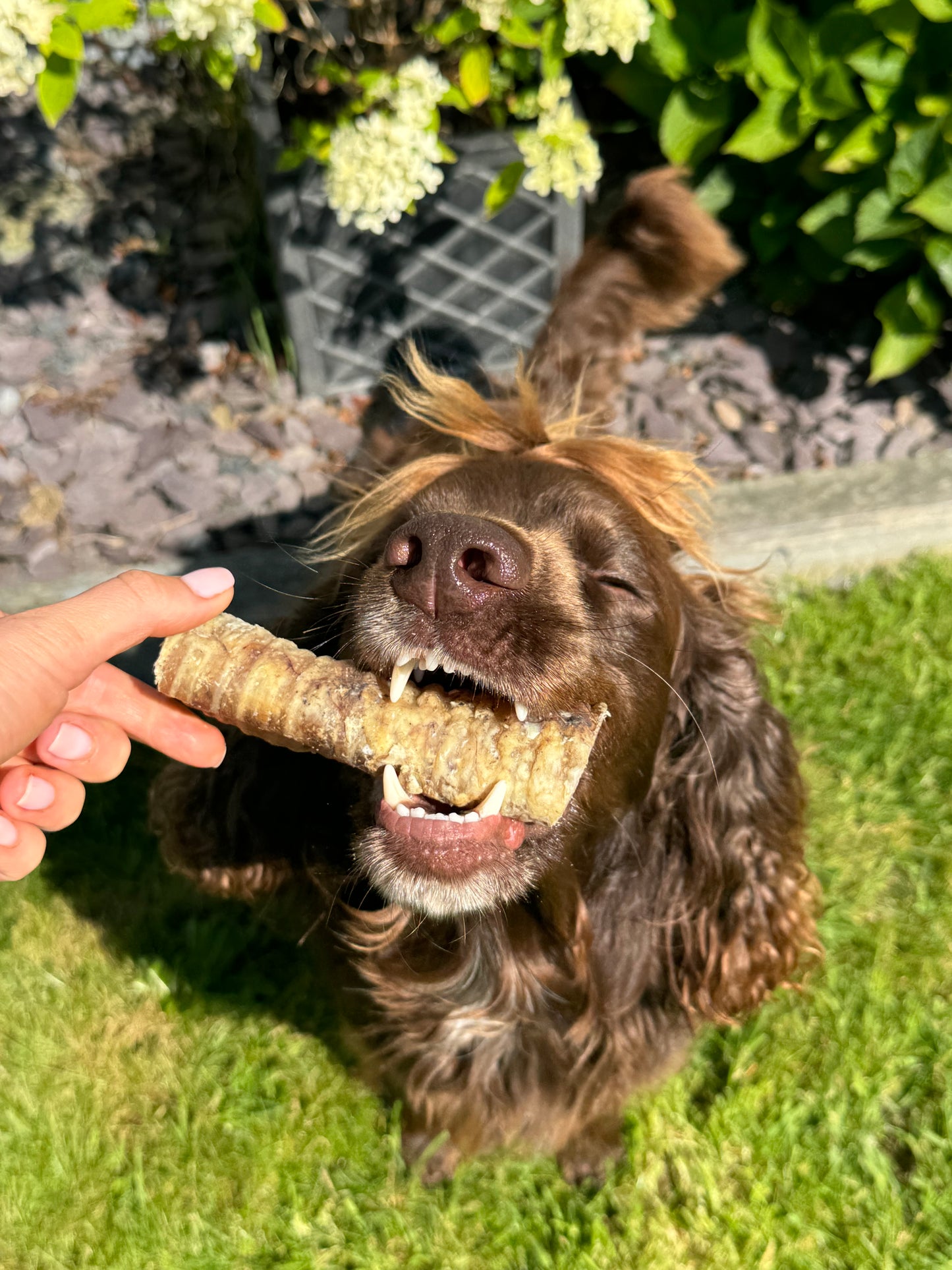 Happy dog