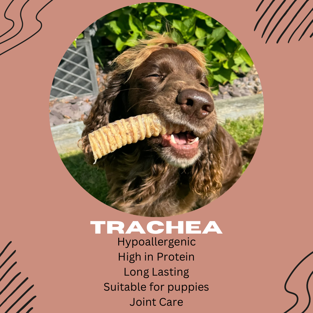 Beef Trachea - 30cm - Hypoallergenic