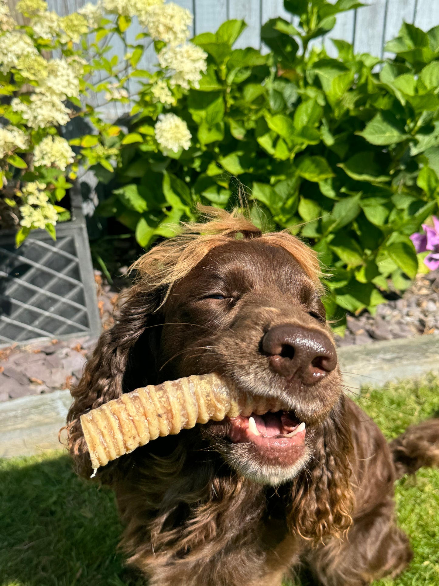 Dog chew