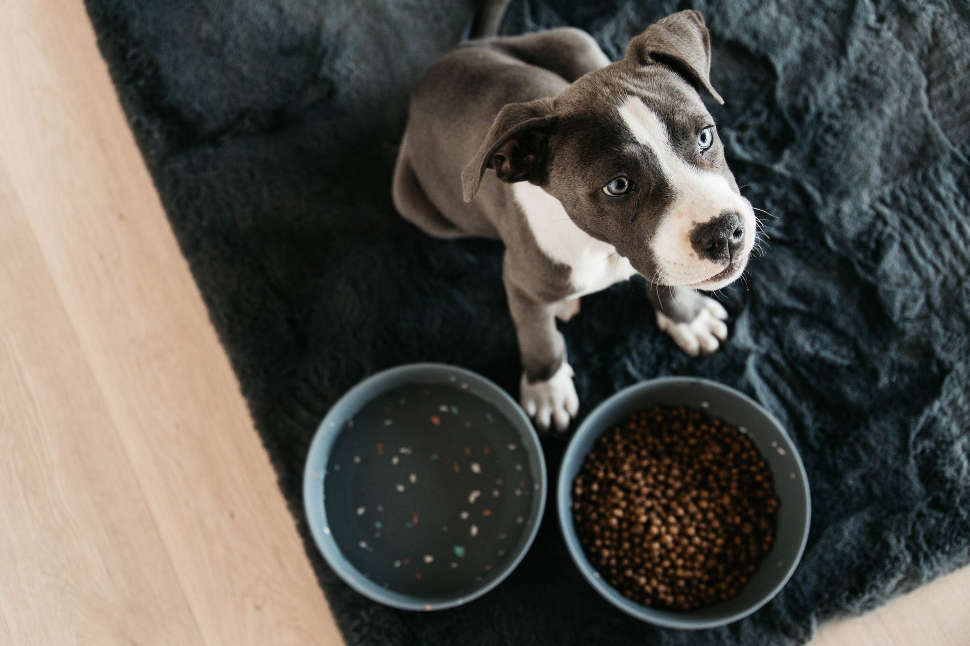 dog bowls