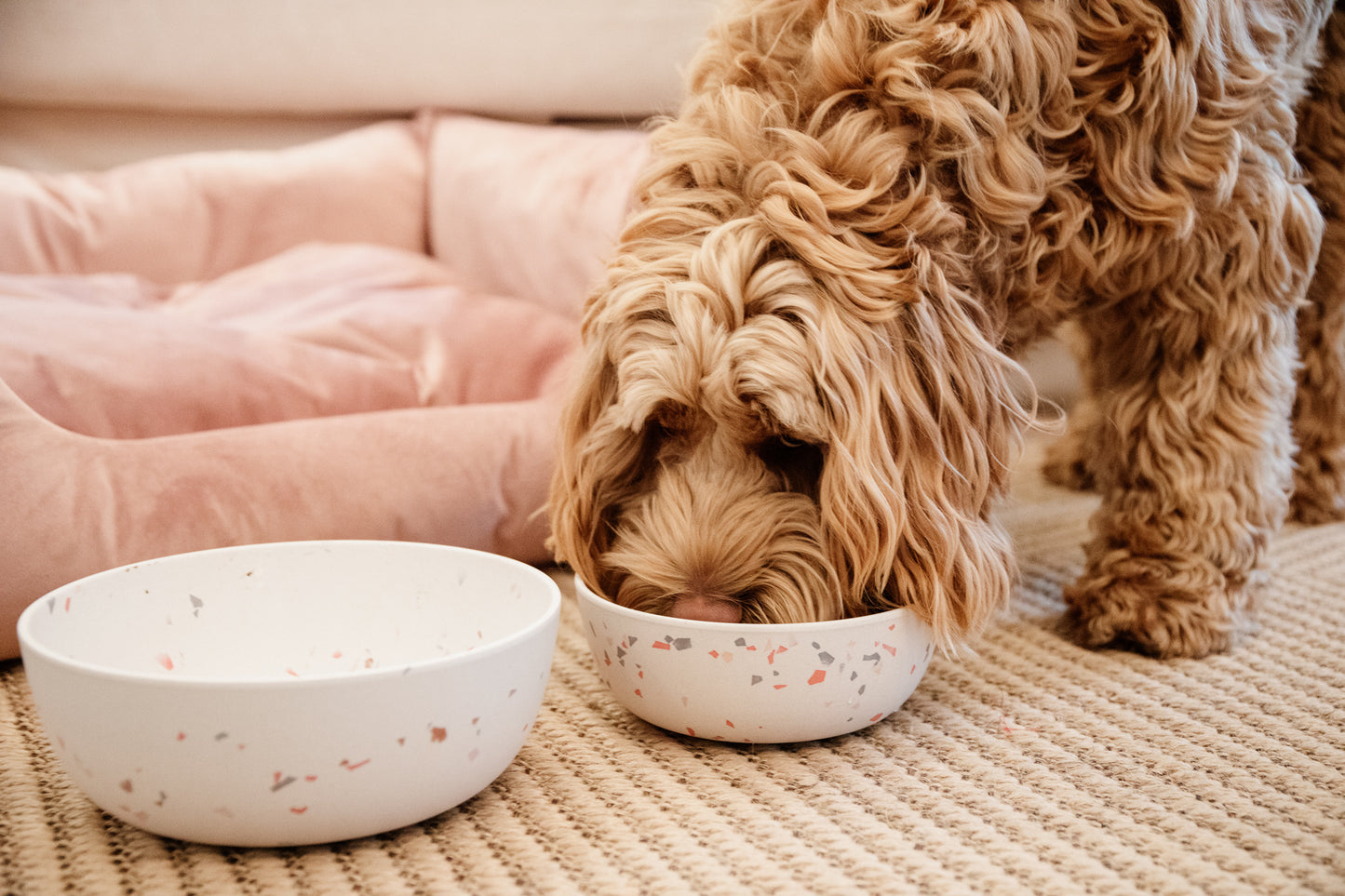 dog bowl